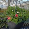 Hangpot 27cm mix - Afbeelding 5