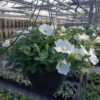 Hangpotten 27cm petunia