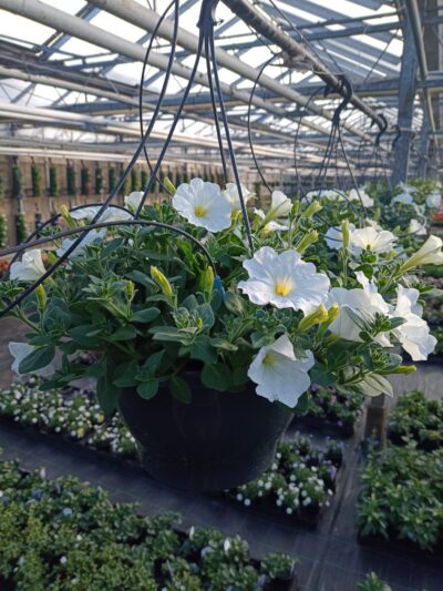 Hangpotten 27cm petunia