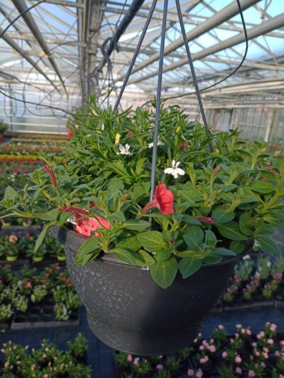 Hangpot 27cm mix - Afbeelding 5