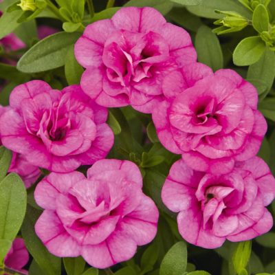 .DOUBLE ROSE