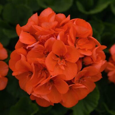 ZONALE SMART PATRICIA ORANGE - Afbeelding 2