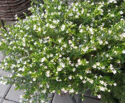 CUPHEA HYSSOPIFOLIA/MEXICAANSE HEIDE WHITE - Afbeelding 2