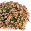 SMALL FLOWERED PETUNIA SORBET - Afbeelding 2