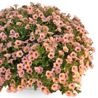 SMALL FLOWERED PETUNIA SORBET - Afbeelding 2