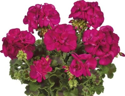 ZONALE SMART LAURA PURPLE