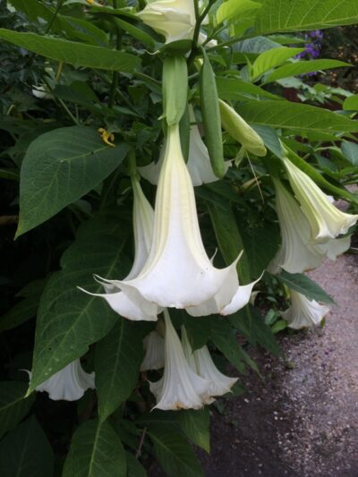 BRUGMANSIA/TROMPETBLOEM, ENGELENTROMPET - WHITE