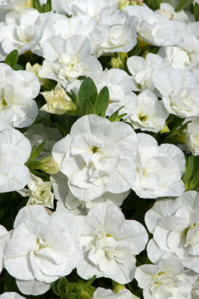 .DOUBLE WHITE