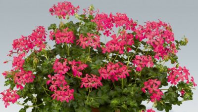 PELTATUM BALCON - ENKELE HANGENDE GERANIUMS - Afbeelding 8
