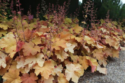 HEUCHERA/PURPERKLOKJE - Afbeelding 2