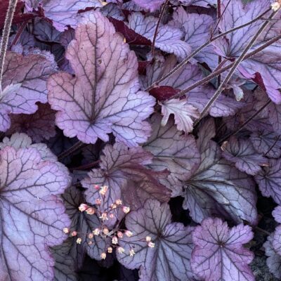 HEUCHERA/PURPERKLOKJE - Afbeelding 3