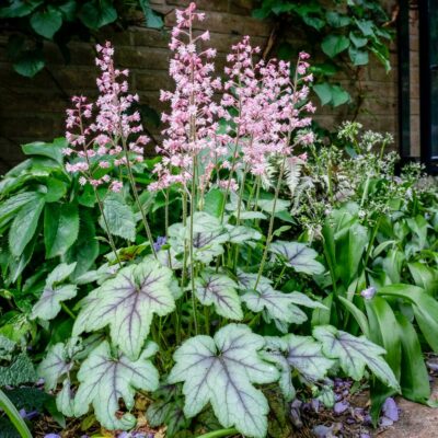 X HEUCHERELLA 'PINK FIZZ'/PURPERKLOKJE