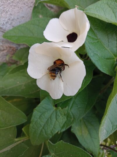 THUNBERGIA WHITE/SUZANNE-MET-DE-MOOIE-OGEN - Afbeelding 2