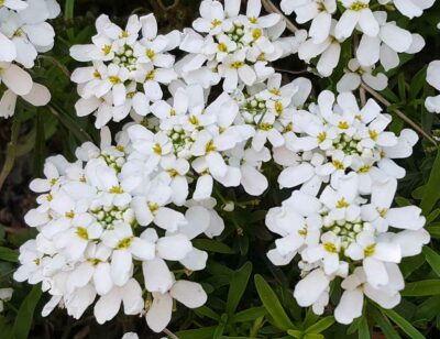 IBERIS SEMPERVIRENS/SCHEEFKELK