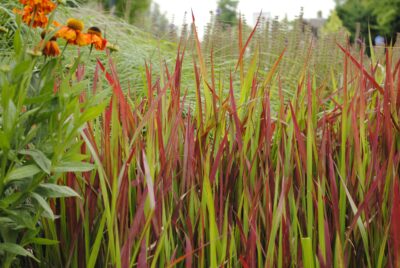 IMPERATA 'RED BARON'/JAPANS BLOEDGRAS
