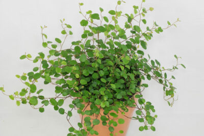MUEHLENBECKIA AXILLARIS