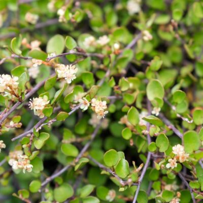 MUEHLENBECKIA AXILLARIS - Afbeelding 2