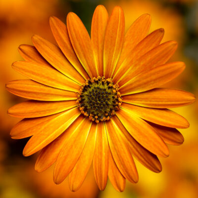 OSTEOSPERMUM 'BRONZE'/SPAANSE MARGRIET - Afbeelding 2