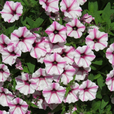 SMALL FLOWERED PETUNIA PINK STAR