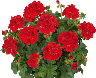 PELTATUM DOUBLET - DUBBEL HANGENDE GERANIUMS - Afbeelding 4