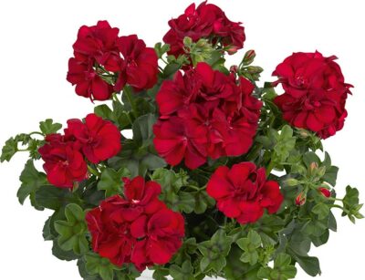 PELTATUM DOUBLET - DUBBEL HANGENDE GERANIUMS - Afbeelding 3