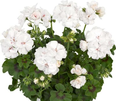PELTATUM DOUBLET - DUBBEL HANGENDE GERANIUMS - Afbeelding 9