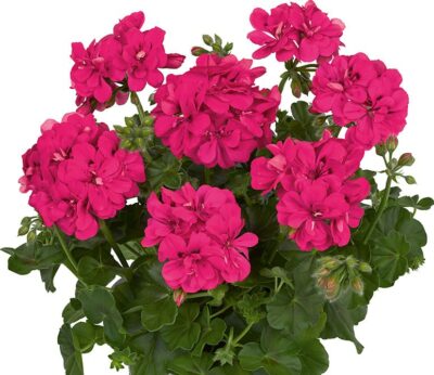 PELTATUM DOUBLET 'MEDIO RITA HOT PINK' - DUBBEL HANGENDE GERANIUMS