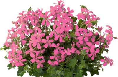PELTATUM BALCON - ENKELE HANGENDE GERANIUMS - Afbeelding 11