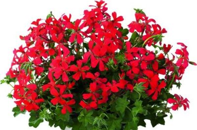 PELTATUM BALCON - ENKELE HANGENDE GERANIUMS - Afbeelding 12