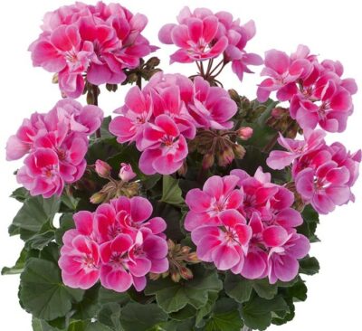ZONALE CASTELLO RAIKO LAVENDER EYE