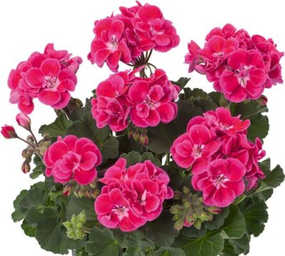 ZONALE CASTELLO TOMMO ROSE EYE