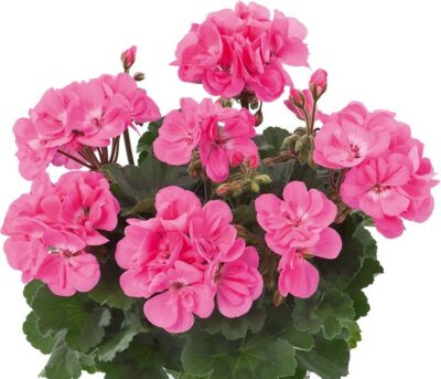 ZONALE DOLCE VITA ANNE PINK