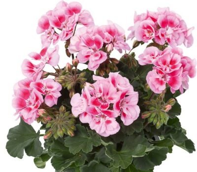 ZONALE DOLCE VITA LINUS PINK EYE