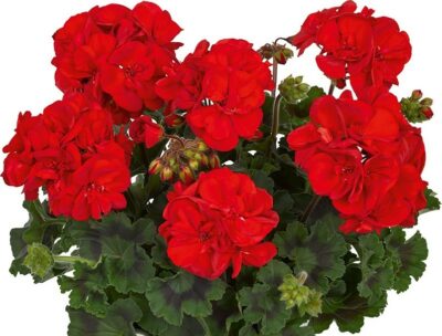 ZONALE DOLCE VITA MYLENA RED