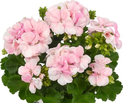 ZONALE SMART LIGHT PINK