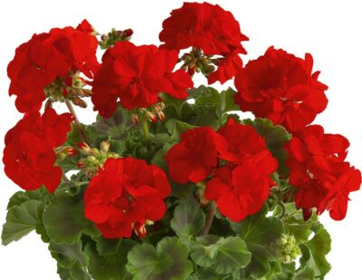 ZONALE SMART SENNA RED