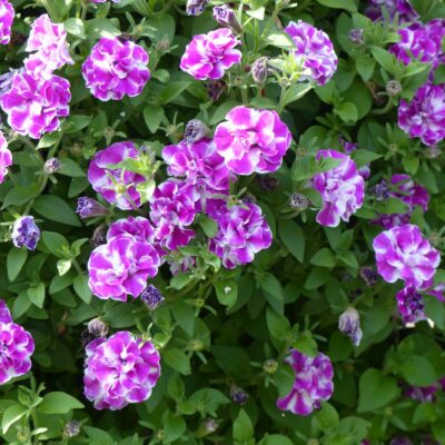 . PETUNIA DOUBLE AMARENA TWIST