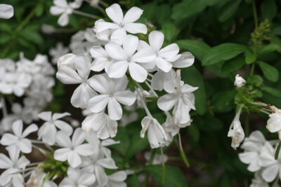 PLUMBAGO/MANNENTROUW - WHITE - Afbeelding 2