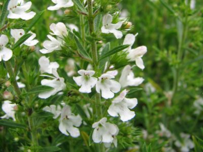 Satureja montana - bonenkruid - sarriette - Afbeelding 2