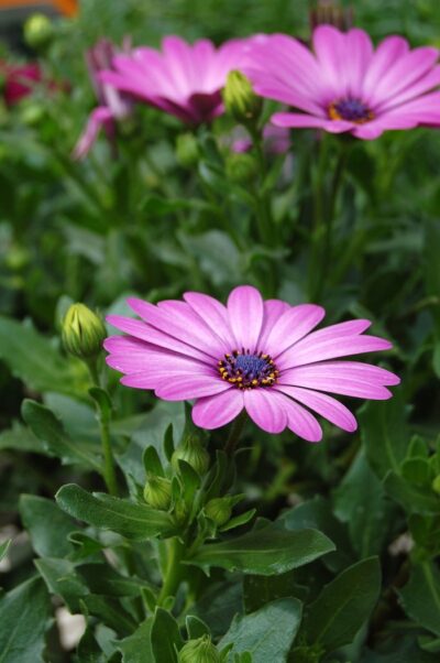OSTEOSPERMUM 'LAVENDER'/SPAANSE MARGRIET - Afbeelding 2