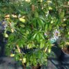 PASSIFLORA CAERULEA/PASSIEBLOEM - Afbeelding 2