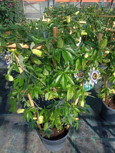PASSIFLORA CAERULEA/PASSIEBLOEM - Afbeelding 2