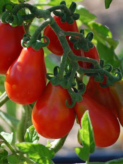 Tomaat aperitief rode peer- tomate cerise poire