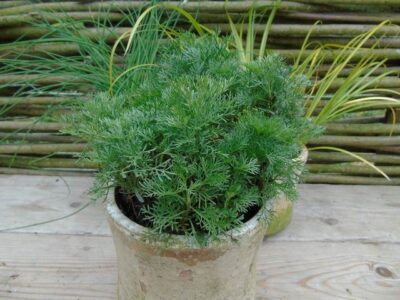 Artemisia abrotanum 'Coca Cola' - colakruid - herbe de cola