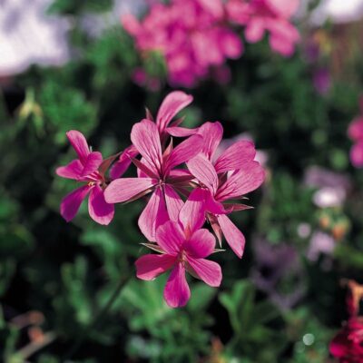 PELTATUM BALCON - ENKELE HANGENDE GERANIUMS - Afbeelding 10