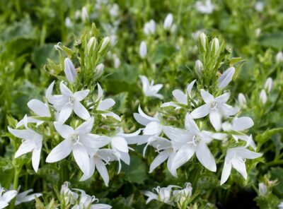 CAMPANULA/KLOKJESBLOEM - Afbeelding 2