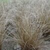 CAREX COMANS 'BRONZE FORM'/ZEGGE