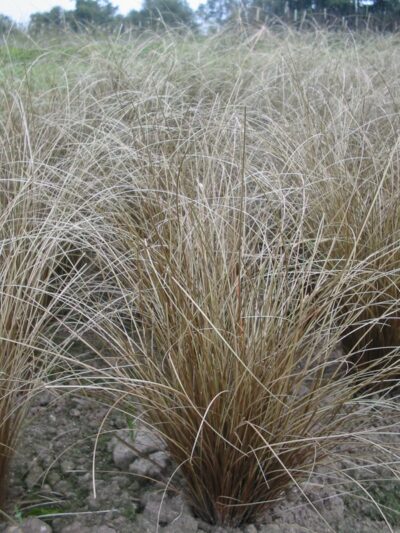CAREX COMANS 'BRONZE FORM'/ZEGGE