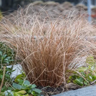 CAREX COMANS 'BRONZE FORM'/ZEGGE - Afbeelding 2