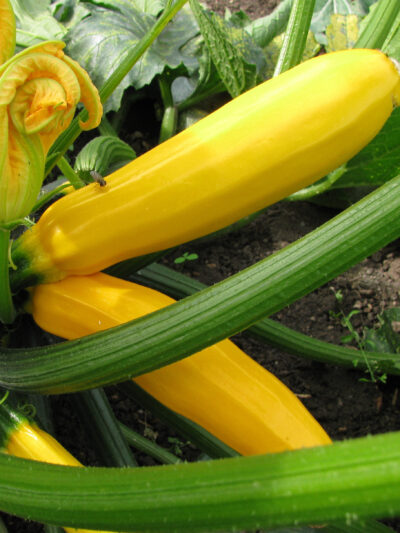 Courgette geel - Courgette jaune